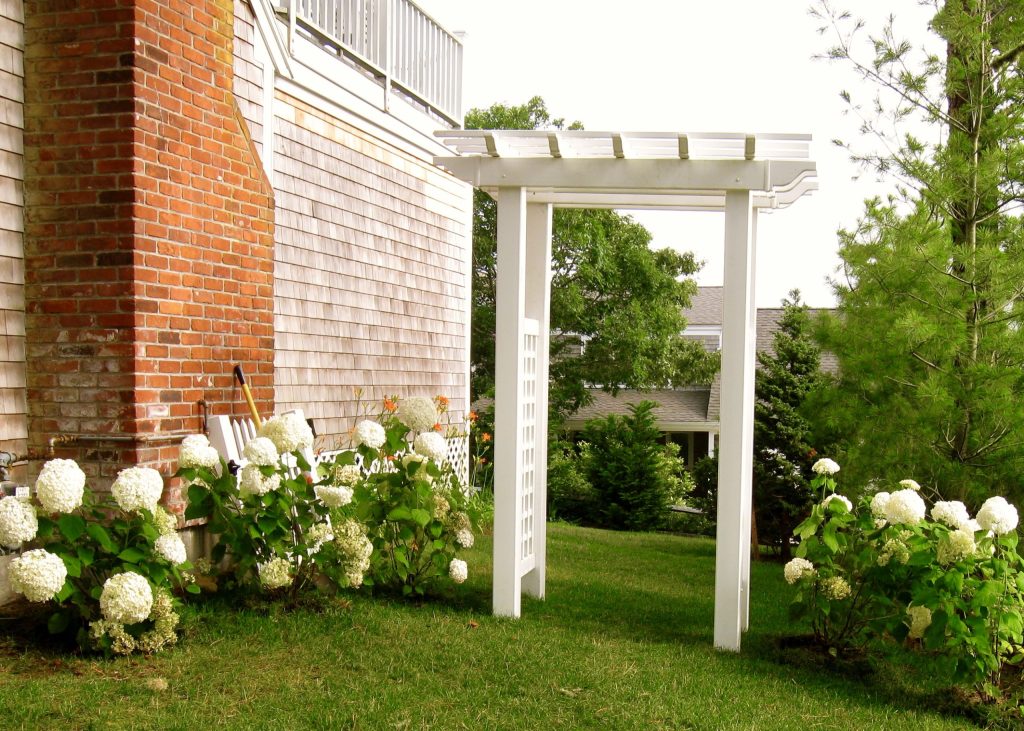 Beecy Arbor transplant and Annabelle Hydrangea allee